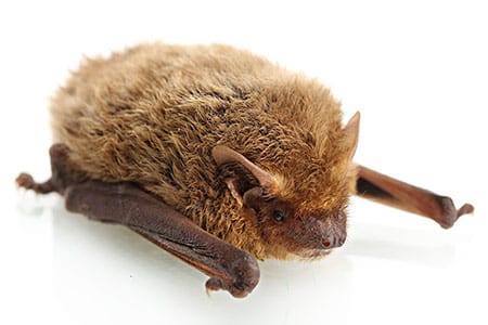 Bat