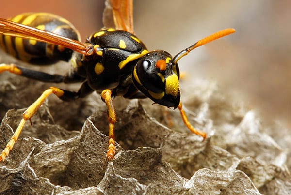 hornet on nest