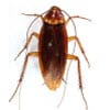 american cockroach