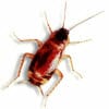 brown cockroach