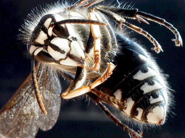 bald faced hornet close up