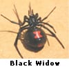 black widow spider
