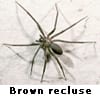 brown recluse spider