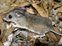 deer mouse