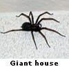 giant house spider