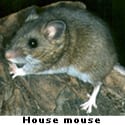 house mouse