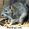 norway rat