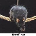 roof rat