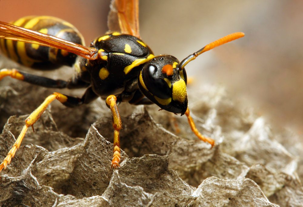 Hornet In Nest