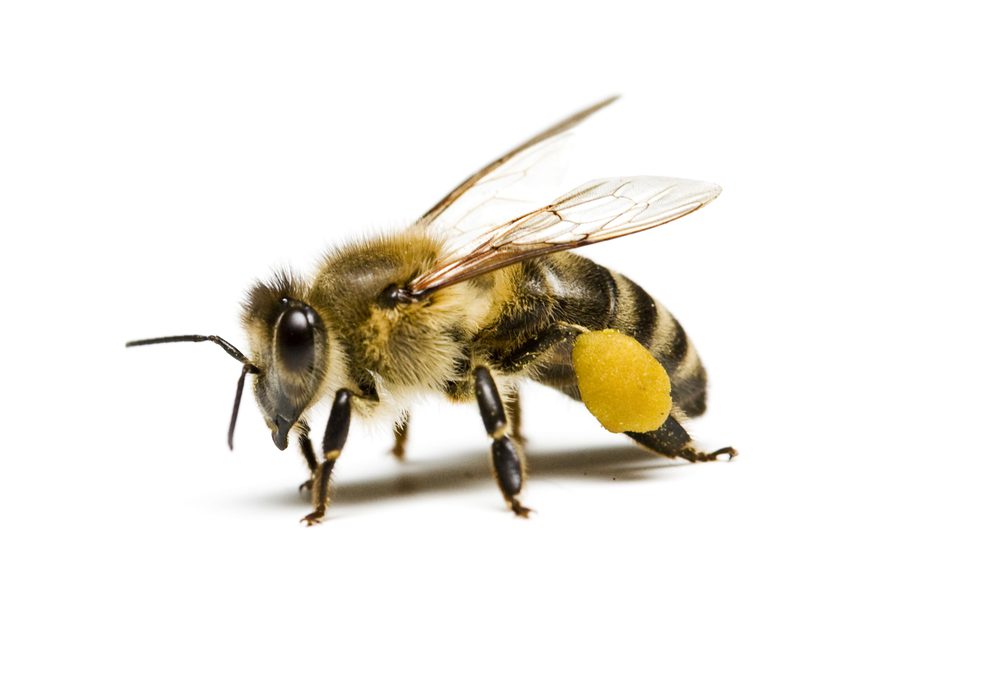 Bee