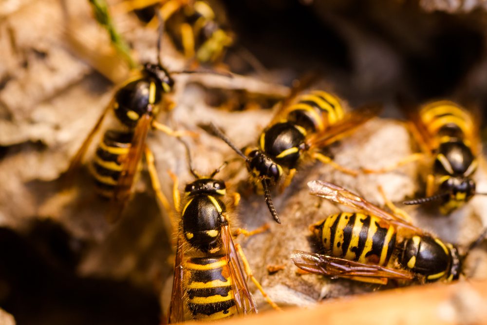 Wasp in the nest