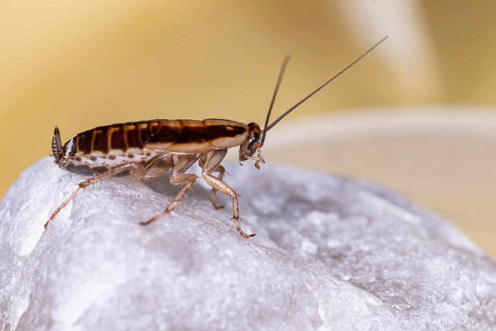 German Cockroach