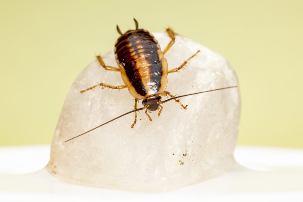 German cockroach (Blattella germanica)