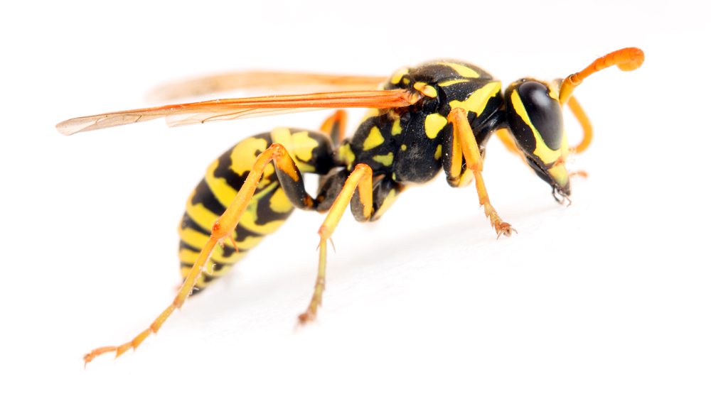 Yellow Jacket