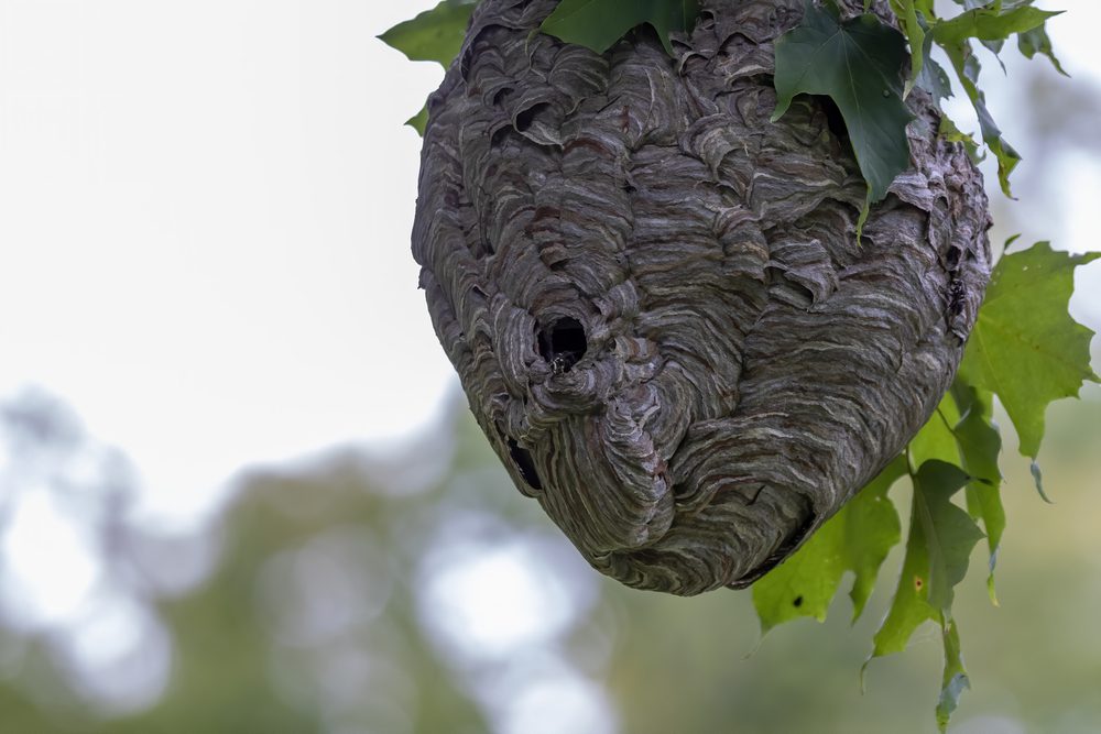 Hornet Nest