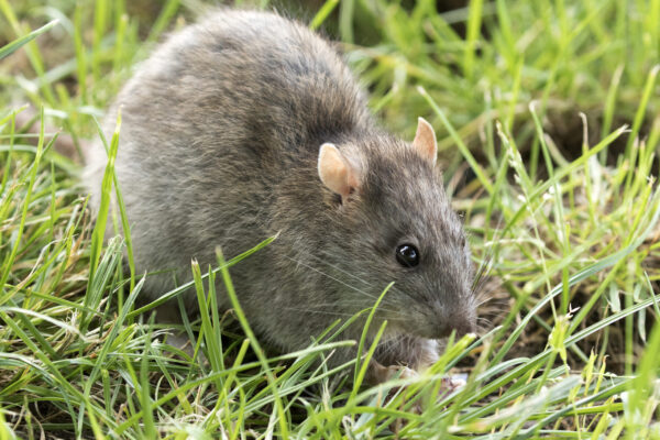 Brown Rat Eating Grass