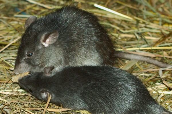 Roof Rats In Hay