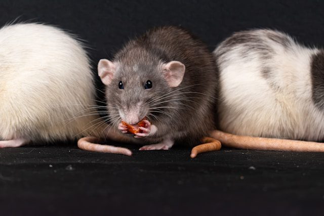 Rodents