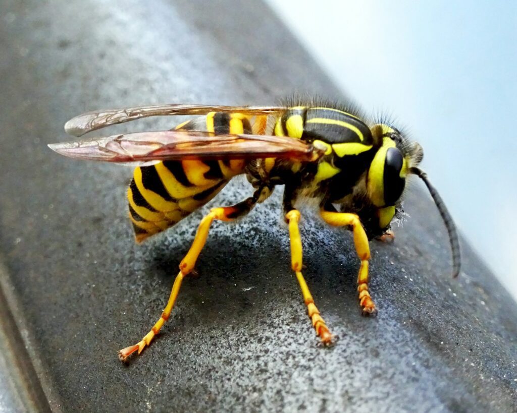 Yellow Jacket In Seattle area