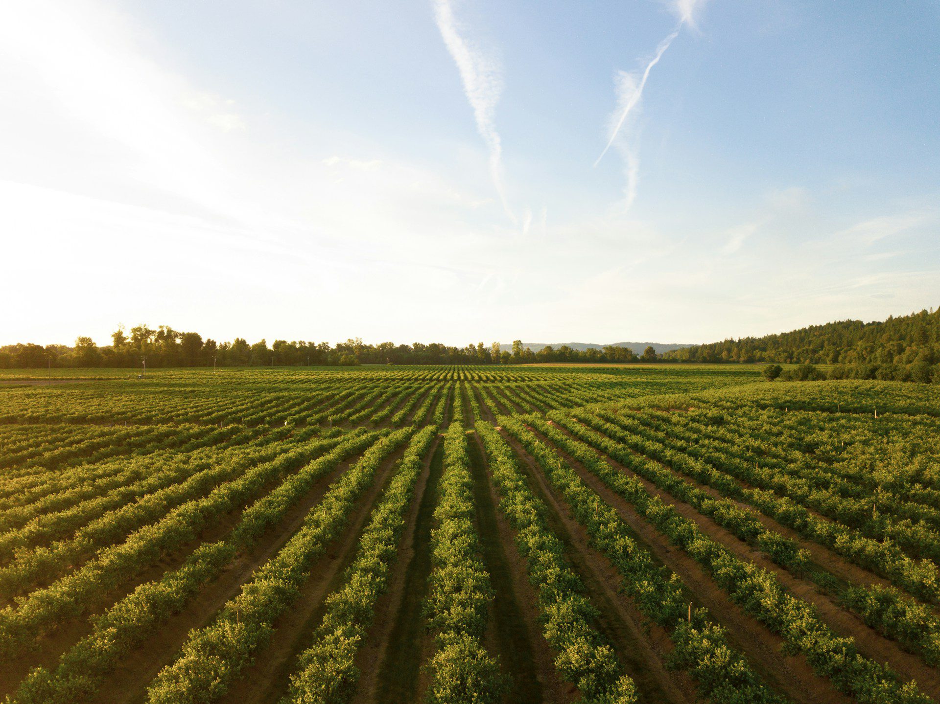 Woodinville Winery