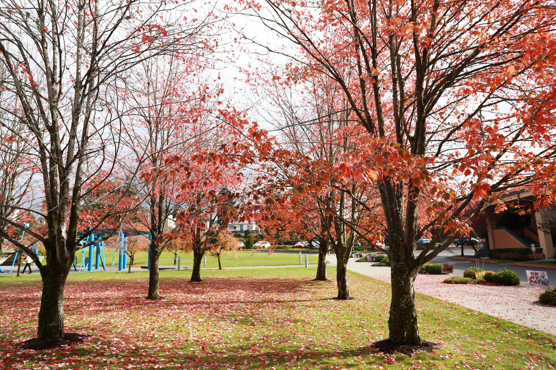 Renton Park