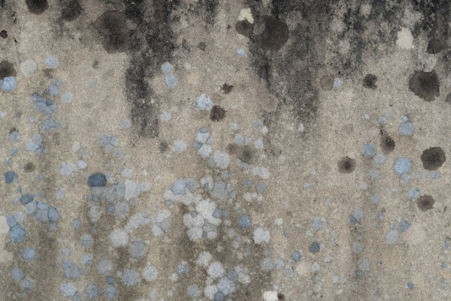mold in seattle