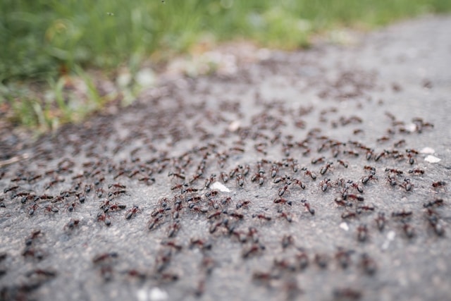 pavement ants outside