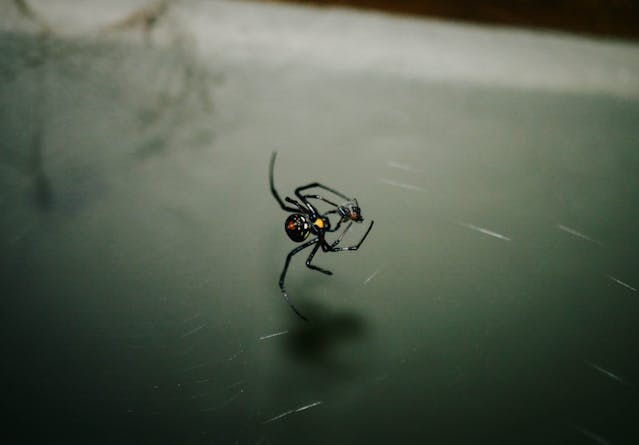black widow in washington state